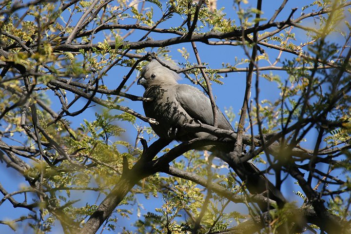 ���W�n�C�C���G�{�V�h��