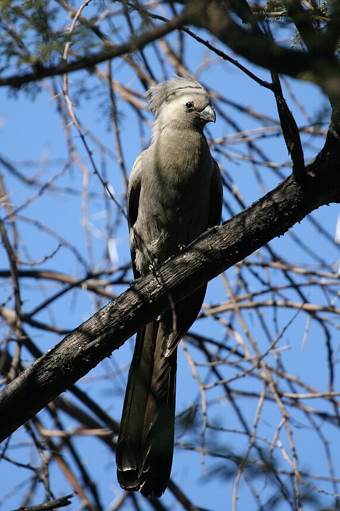 ���W�n�C�C���G�{�V�h��