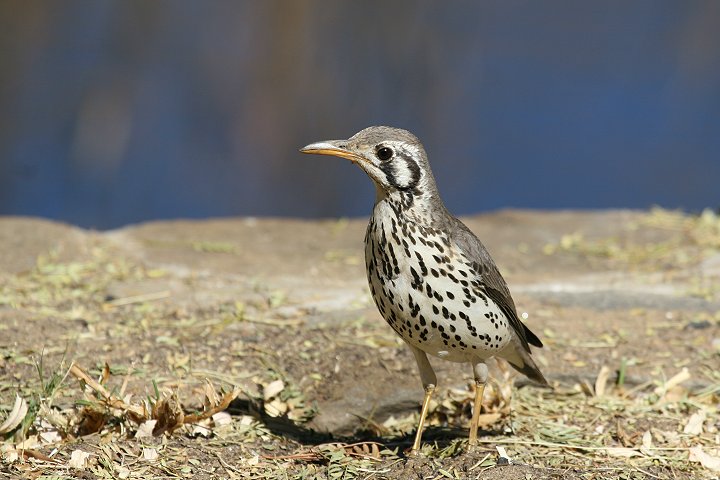 �E�^�c�O�~���h�L