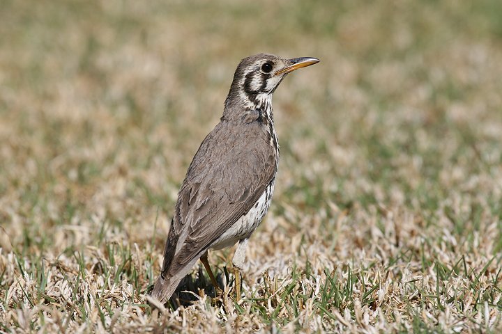 �E�^�c�O�~���h�L