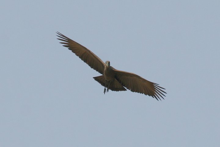 �V�����N�h��