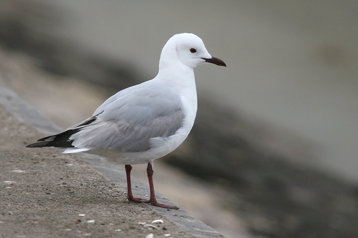 �A�t���J�M���J����