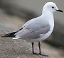 Hartlaub's Gull�@�A�t���J�M���J����