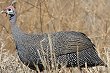 Helmeted Guineafowl �z���z���`���E