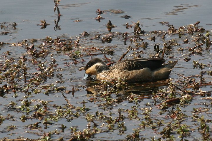 �A�t���J�R�K��