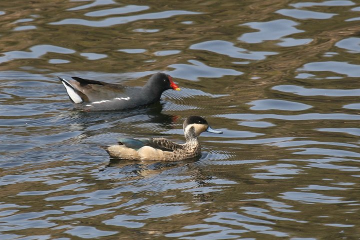 �A�t���J�R�K��