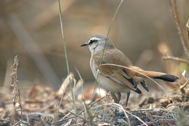 �A�J�I���u�R�}�h��