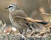 Kalahari Scrub-Robin �A�J�I���u�R�}�h��