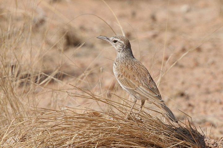 �E�X�C���n�V�{�\�q�o��