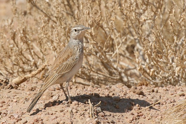 �E�X�C���n�V�{�\�q�o��