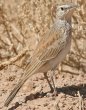 Karro long-billed Lark �E�X�C���n�V�{�\�q�o��