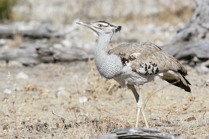 �A�t���J�I�I�m�K��