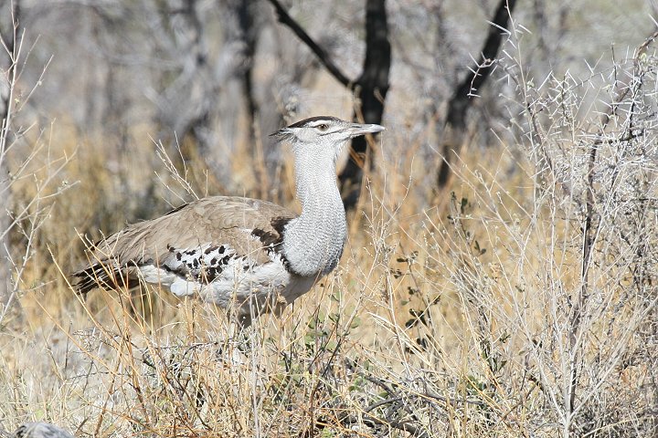 �A�t���J�I�I�m�K��