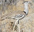 Kori Bustard �A�t���J�I�I�m�K��