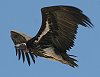 Lapped-faced Vulture �~�~�q�_�n�Q���V