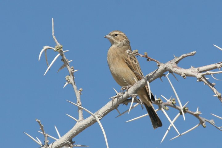 �q�o���z�I�W��