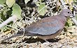 Laughing Dove �����C�o�g