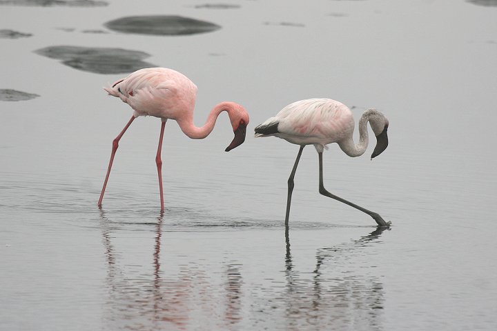 �R�t���~���S