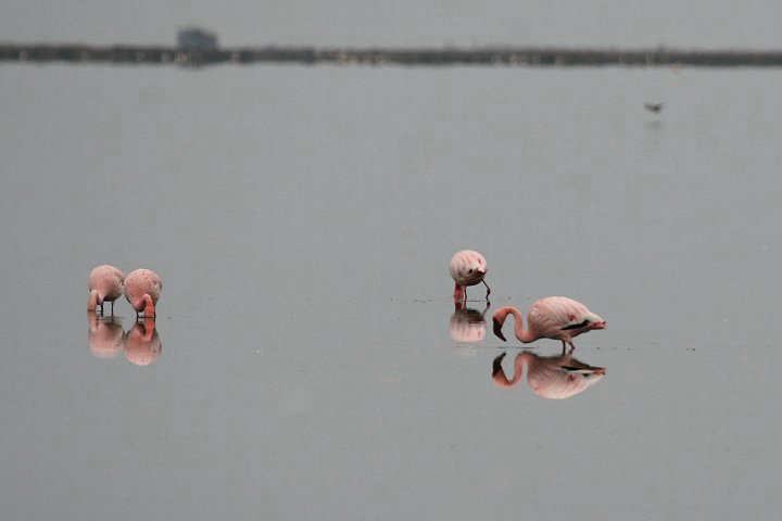 �R�t���~���S