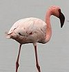 Lesser Flamingo �R�t���~���S