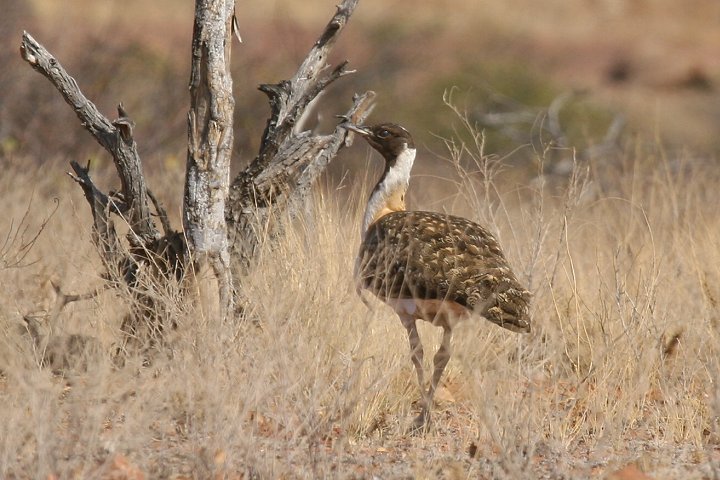 �i���A�`���E�m�K��