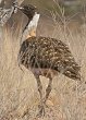 Ludwig's Bustard �i���A�`���E�m�K��