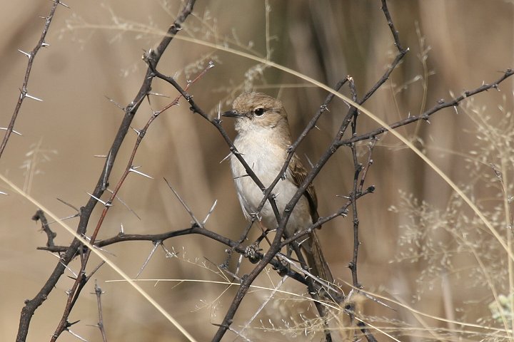 �V���n���`���r�^�L