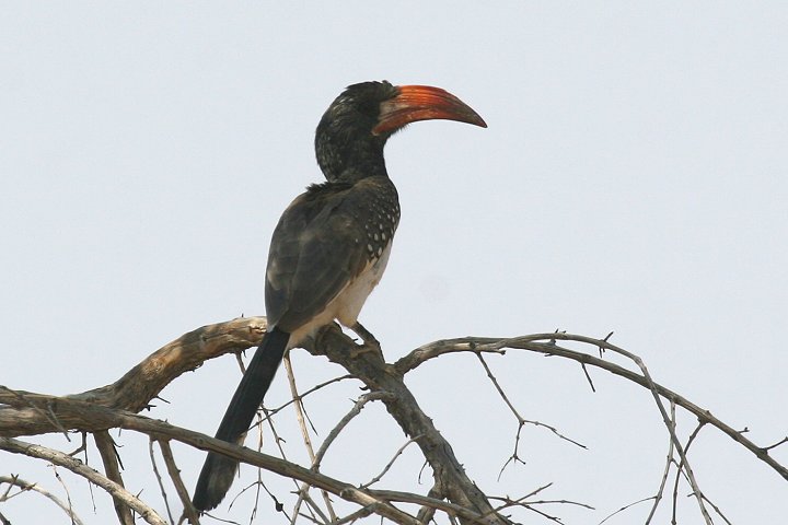 �V���{�V�R�T�C�`���E