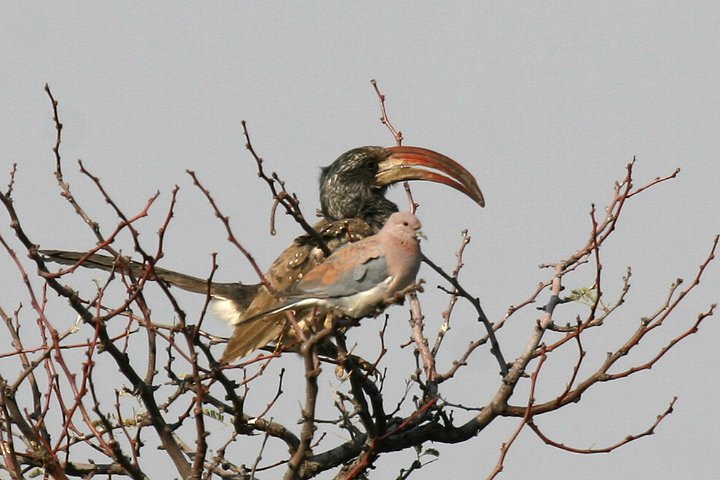 �V���{�V�R�T�C�`���E