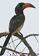 Monteiro's Hornbill �V���{�V�R�T�C�`���E