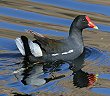 Common Moorhen �o��