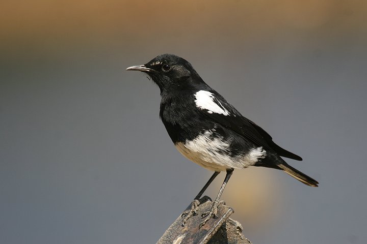 �J�^�W���T�o�N�q�^�L