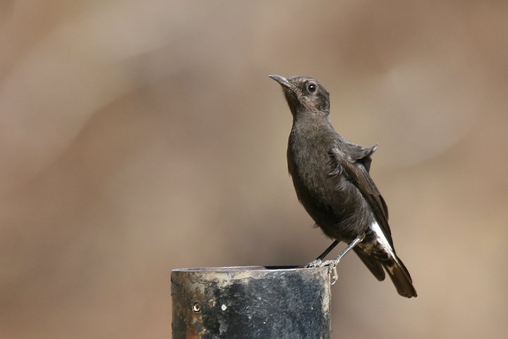 �J�^�W���T�o�N�q�^�L