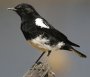 Mountain Wheatear �J�^�W���T�o�N�q�^�L