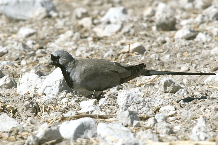 �V�b�|�E�o�g