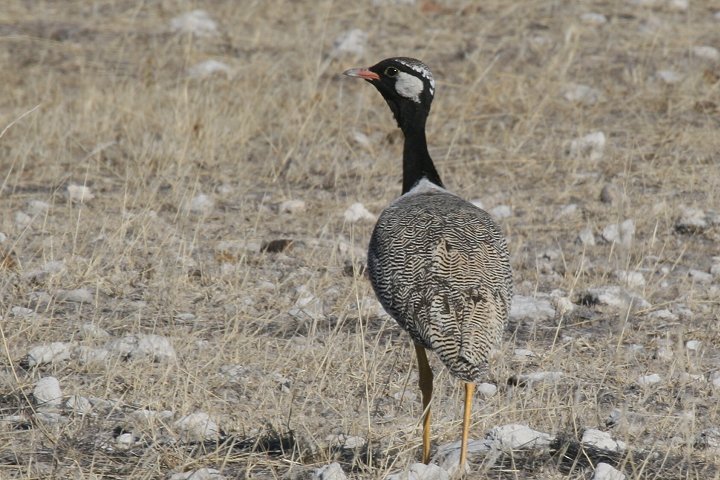 �n�W���N���G���V���E�m�K��