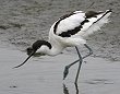 Pied Avocet �\���n�V�Z�C�^�J�V�M