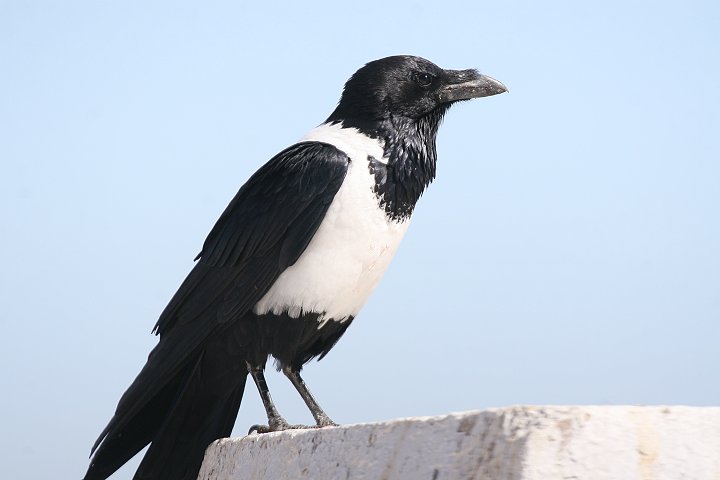 ���i�W���K���X