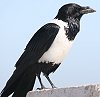 Pied crow ���i�W���K���X
