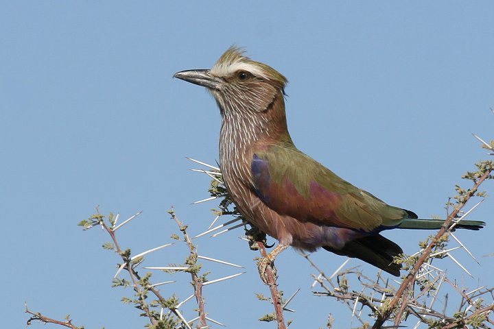 �`���K�V���j�V�u�b�|�E�\�E