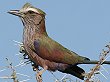 Purple Roller �`���K�V���j�V�u�b�|�E�\�E