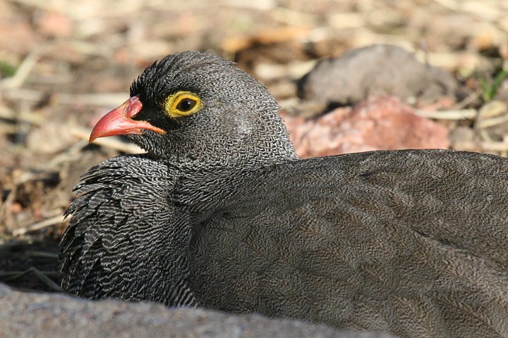 Red-billed Francolin �T�U�i�~�V���R