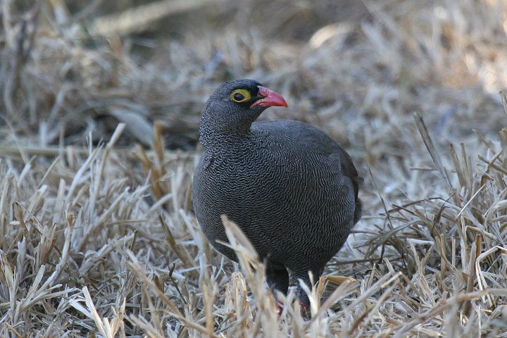 Red-billed Francolin �T�U�i�~�V���R