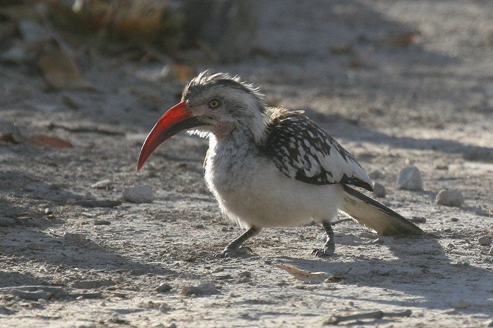 �A�J�n�V�R�T�C�`���E