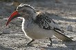 Southern Red-billed Hornbill �A�J�n�V�R�T�C�`���E��A����