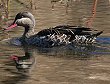 Red-billed Teal �A�J�n�V�I�i�K�K��