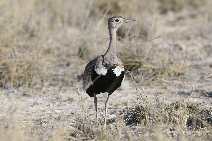 �J�������V���E�m�K��