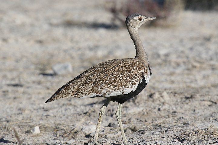 �J�������V���E�m�K��