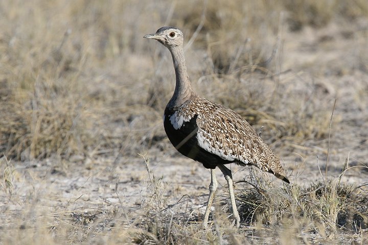 �J�������V���E�m�K��