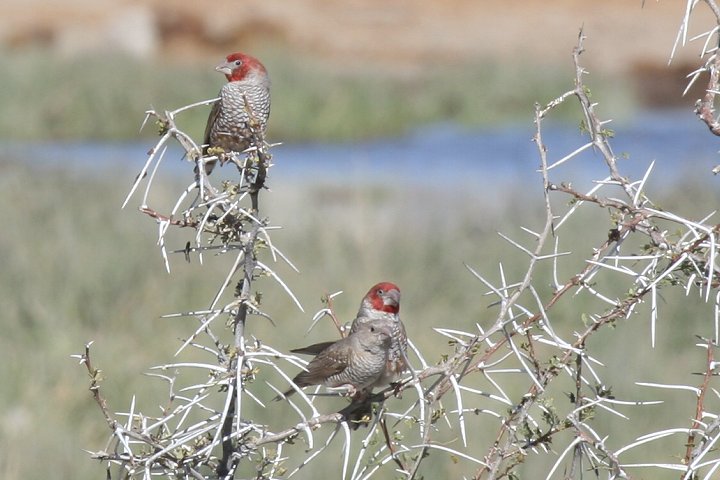 �I�I�C�b�R�E�`���E